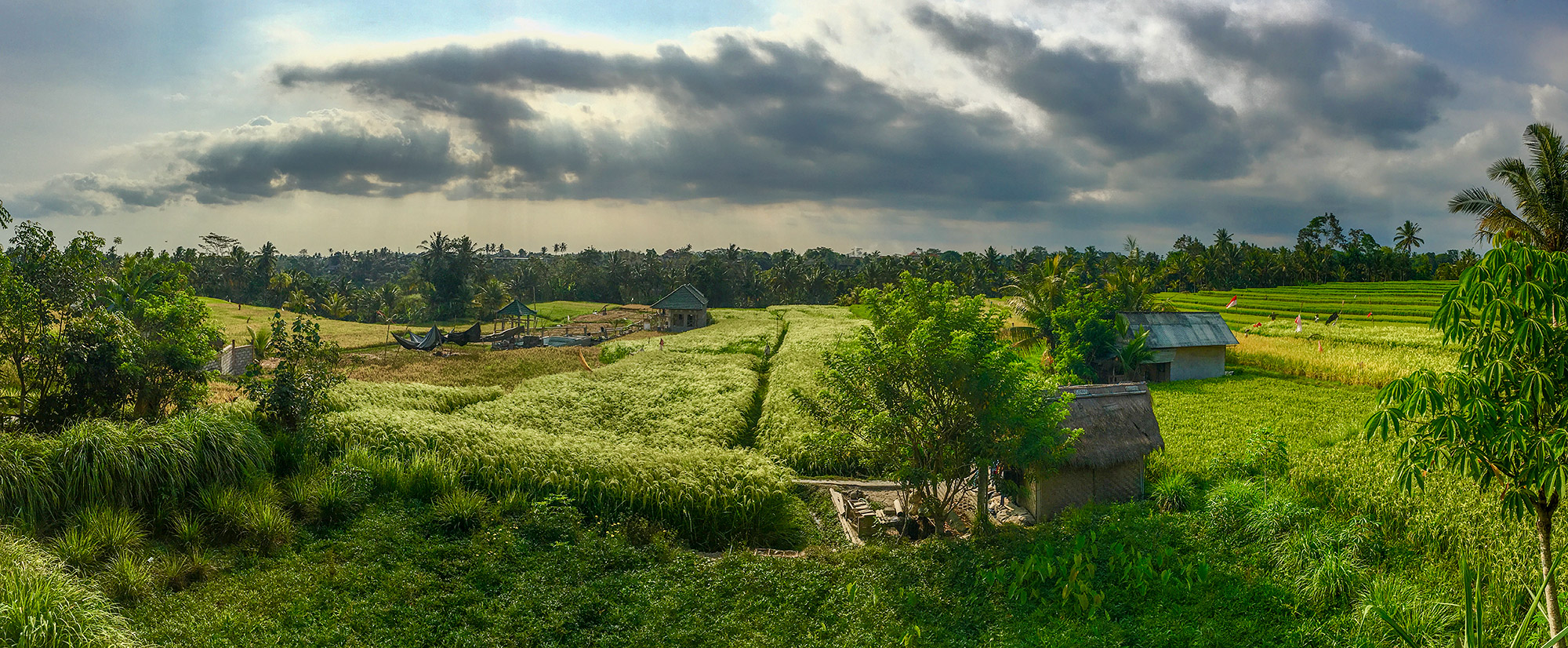 Rice fields just outside of Ubud, taken with the iPhone6s